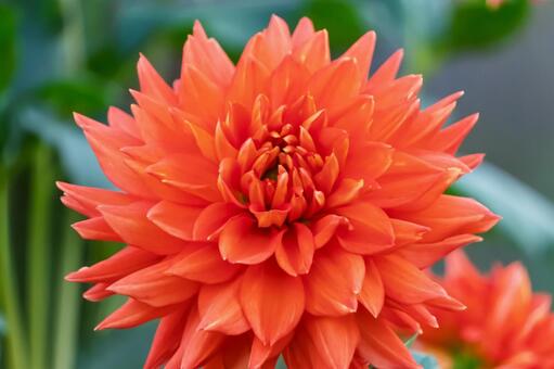 鮮やかなオレンジ色のダリア ダリア,橙,オレンジの写真素材