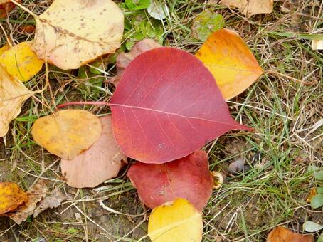 【風景写真】晩秋の風景 落ち葉,植物,季節の写真素材