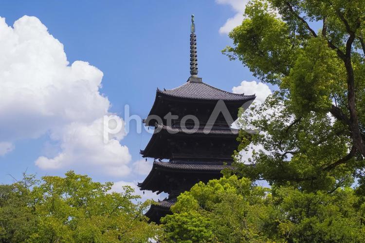 世界遺産 東寺の壮大な五重塔と夏空 東寺,五重塔,世界遺産の写真素材