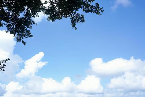 夏の青空と葉の木陰 夏の青空と葉の木陰 青空,空,雲の写真素材