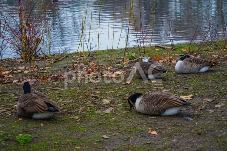 セント・ジェームズ・パークのかわいいカモ カモ,鳥,鳥類の写真素材