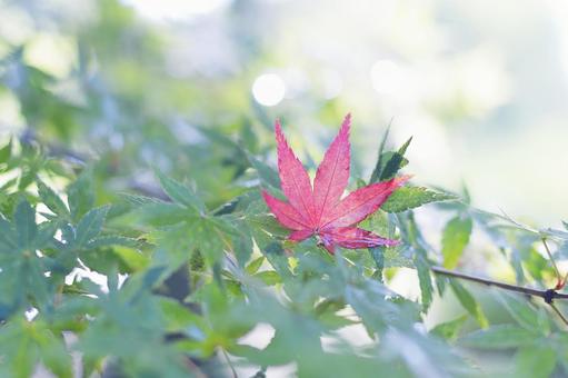 新緑と雨に濡れた赤いモミジの葉っぱ 新緑と雨に濡れた赤いモミジの葉っぱ もみじ,紅葉,モミジの写真素材