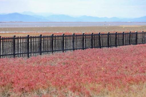 海の紅葉　シチメンソウ 紅葉,海岸,シチメンソウの写真素材