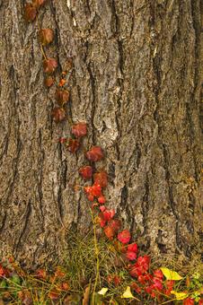 ツタの紅葉 公園,雨,11月の写真素材