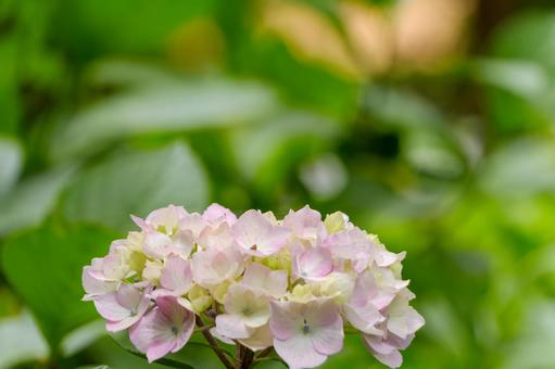 初夏の淡桃色紫陽花 初夏の淡桃色紫陽花の写真