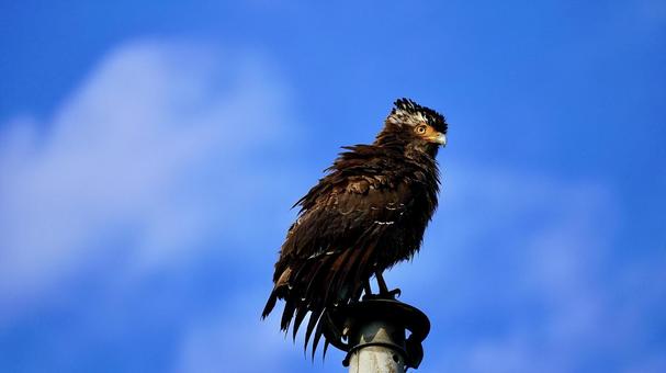 沖縄県西表島のカンムリワシ カンムリワシ,鷲,鳥の写真素材