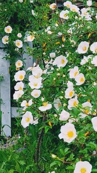 花 難波バラ,白い花,緑の写真素材