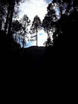 Forest and sky silhouette, JPG Forest and sky silhouette, JPG
