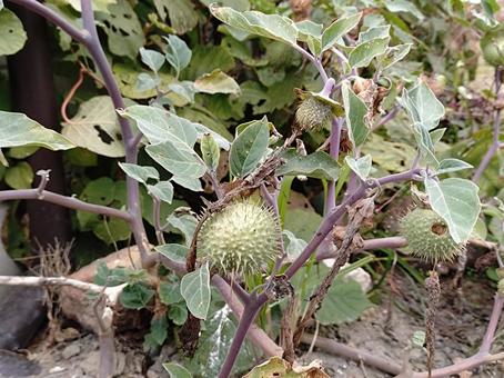 チョウセンアサガオの実 チョウセンアサガオ,ナス科,薬用植物の写真素材