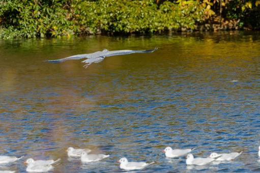 A grey heron taking off and a black-headed gull floating on the water, hawthorn, uricamome, bird, JPG