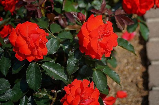 Photo, hyōgo prefecture, aramaki rose park, early summer, 