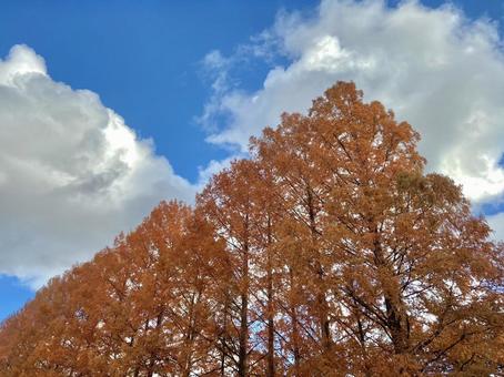 紅葉と秋の空 紅葉と秋の空の写真
