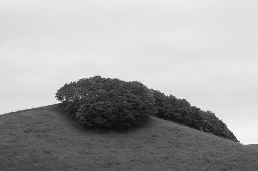 丘の上に並ぶ木々のかたまり 丘の上に並ぶ木々のかたまり 丘,木々,森の写真素材