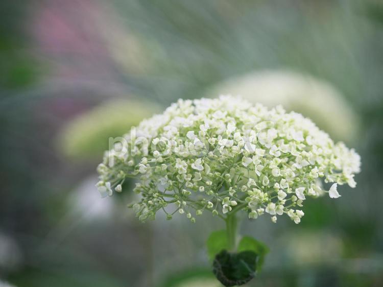 爽やかなアジサイ 紫陽花,爽やか,花の写真素材