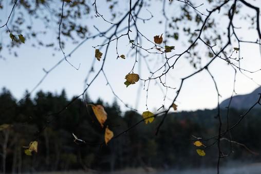 枯れ葉 秋の枯れ木,湖,オンネトーの写真素材