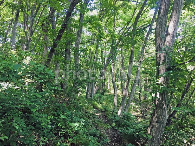 森の風景 森,林,森林の写真素材