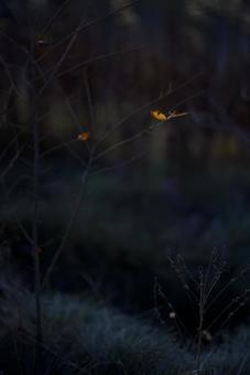 冬の枯れ草 冬の枯れ草,枯れ草,雑草の写真素材