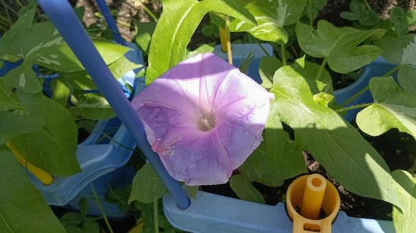 朝顔、開花。 朝顔、開花。 朝顔,花,葉っぱの写真素材