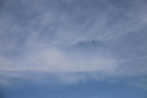 鳥と空No.15tonn 鳥と空No.15tonnの写真