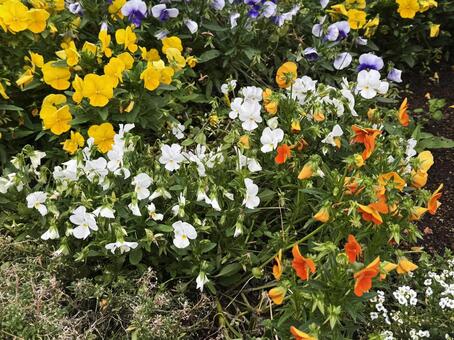 寄せ植え 寄せ植え,花壇,花々の写真素材