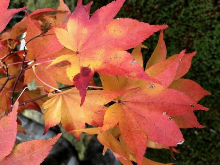 紅葉 紅葉の写真