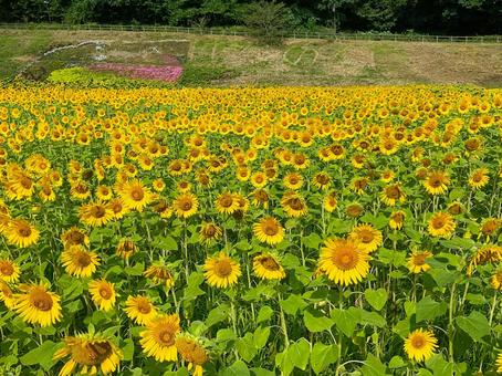 くりはま花の国 8月のひまわり畑 くりはま花の国 8月のひまわり畑の写真