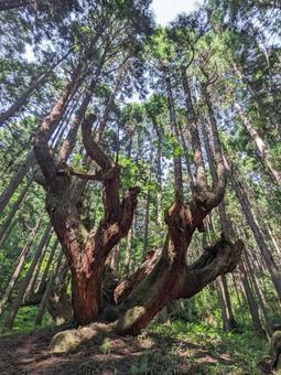 Mysterious tree stock cedar forest, alas cedar saham, taman hutan abad 21, prefektur gifu, JPG