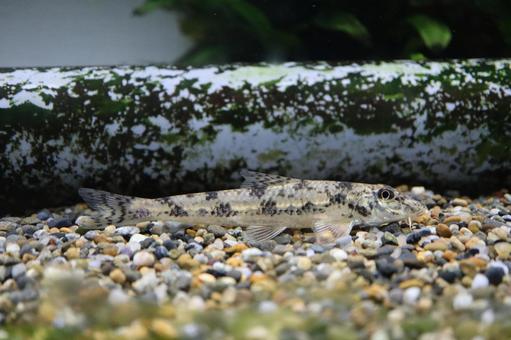 川魚 カマツカ 川魚 カマツカ カマツカ,アクアリウム,水草水槽の写真素材