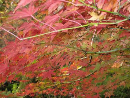 紅葉 紅葉の写真
