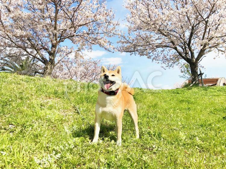 桜と柴犬 犬,柴犬,桜の写真素材