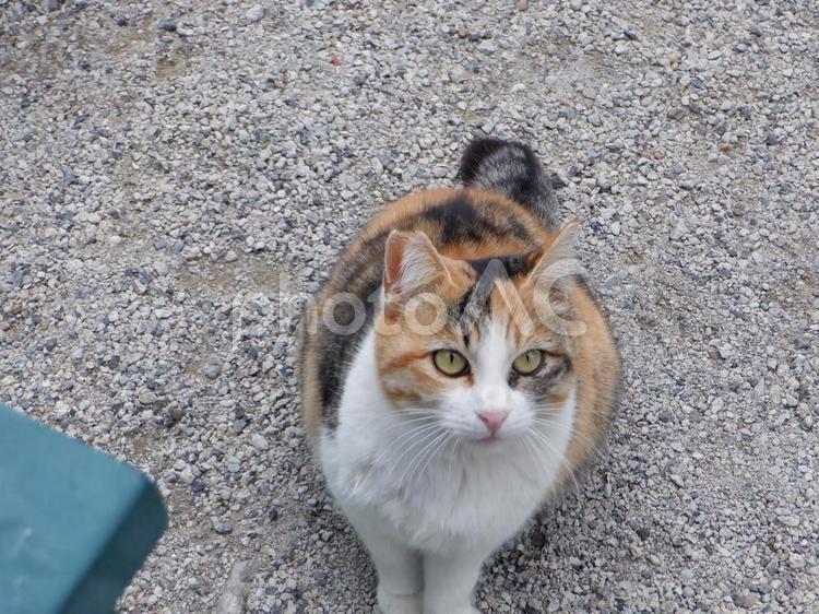野良猫のごはん下さ～い 猫,ネコ,ねこの写真素材