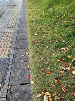 秋の歩道と落ち葉の写真