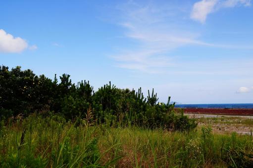 Lush Grass, JPG Lush Grass, JPG