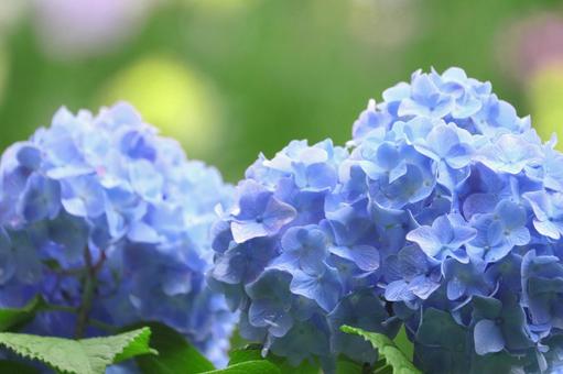 Hydrangea after the rain, JPG