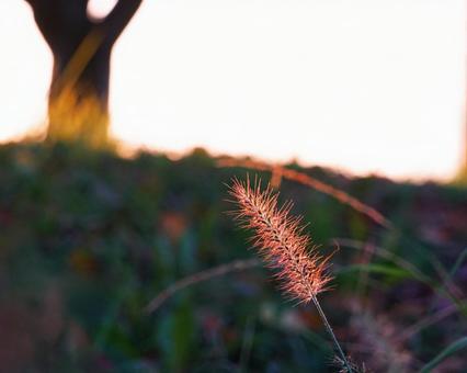 夕方の野草 夕方の野草 夕方,草,土手の写真素材