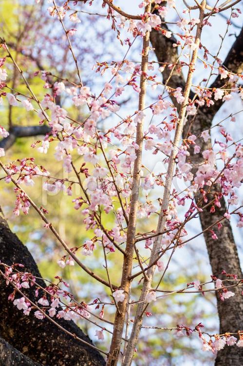 公園の桜(34) 花,サクラ,さくらの写真素材