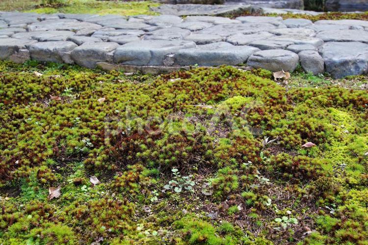 湯島天神の庭に生えている苔 苔,湯島天神,庭の写真素材