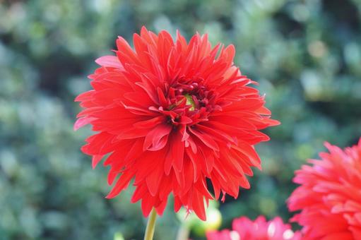 ダリア ダリア ダリア,花,赤の写真素材