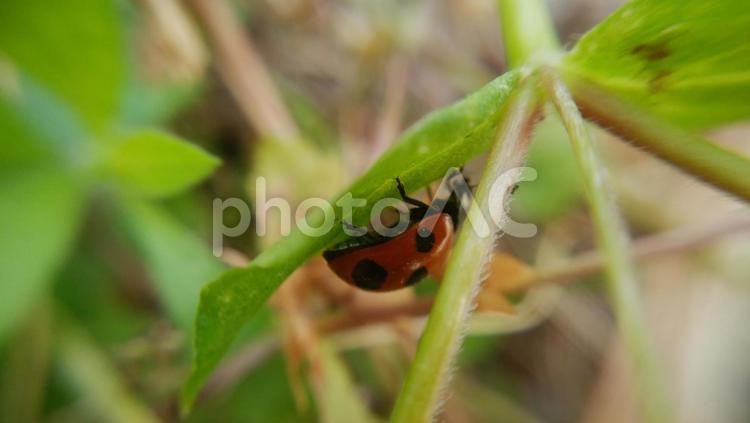 葉の裏に隠れるテントウムシ テントウムシ,てんとう虫,ナナホシの写真素材