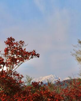 雪　山　白馬　紅葉 山,空,晴天の写真素材