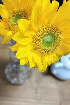 Blog sunflowers, JPG Blog sunflowers, JPG