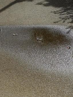 水たまりの写真