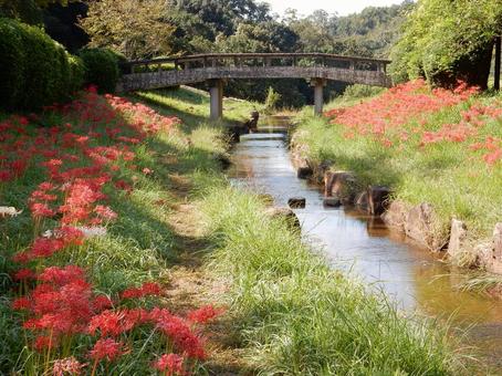 【彼岸花の写真】彼岸花が咲く風景 【彼岸花の写真】彼岸花が咲く風景 彼岸花,ヒガンバナ,赤の写真素材