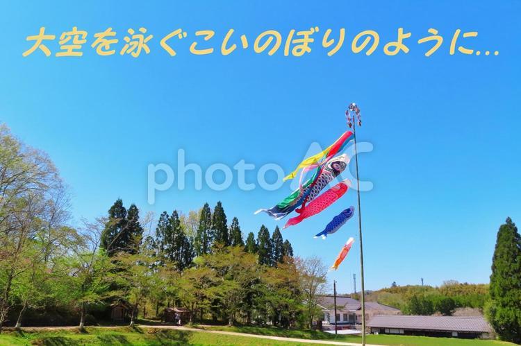 こいのぼり　こどもの日メッセージ こいのぼり,鯉,鯉のぼりの写真素材