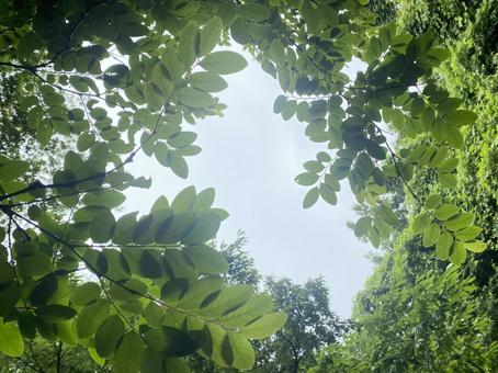 Photo, the trees, natural, wood, 