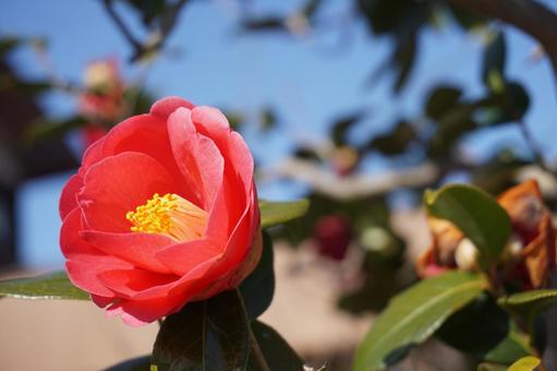 椿の花 椿の花の写真