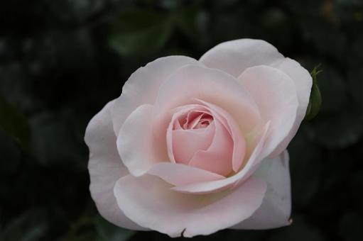 バラ園に咲く淡い色の薔薇を撮った写真です 花,薔薇,自然の写真素材