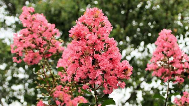 夏の花 サルスベリ 夏の花 サルスベリ 百日紅,花,夏の写真素材
