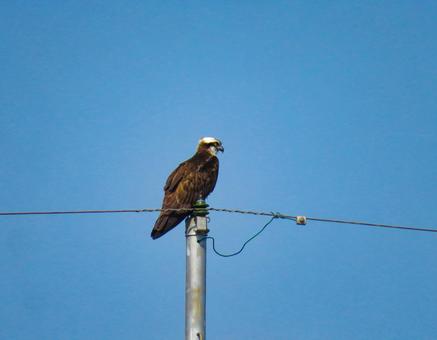 電柱の上に留まるミサゴ 電柱の上に留まるミサゴの写真
