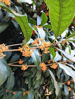 金木犀 金木犀 金木犀,キンモクセイ,花の写真素材